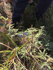 Vachellia schaffneri bravoensis