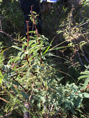 Vachellia schaffneri bravoensis