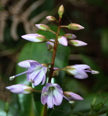 Veronica adamsii