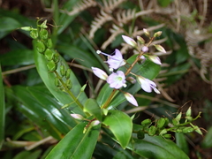 Veronica adamsii