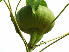 Hura polyandra