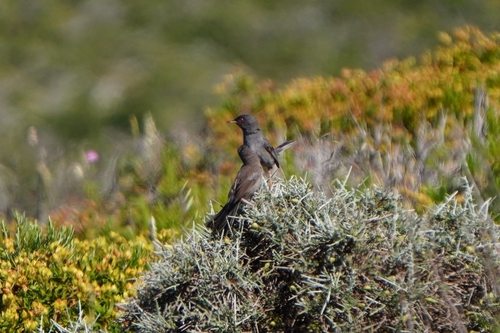 Curruca sarda (Curruca sarda)