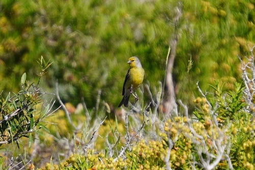 Corsican Finch (Carduelis corsicana), photo 9