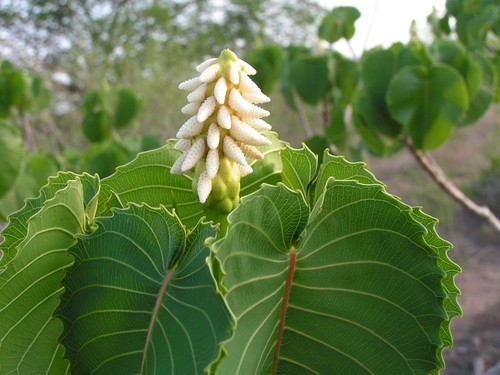 Hura polyandra