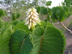 Hura polyandra