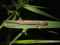 Takydromus stejnegeri
