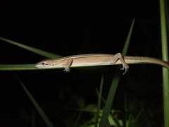 Takydromus stejnegeri