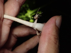 Takydromus stejnegeri