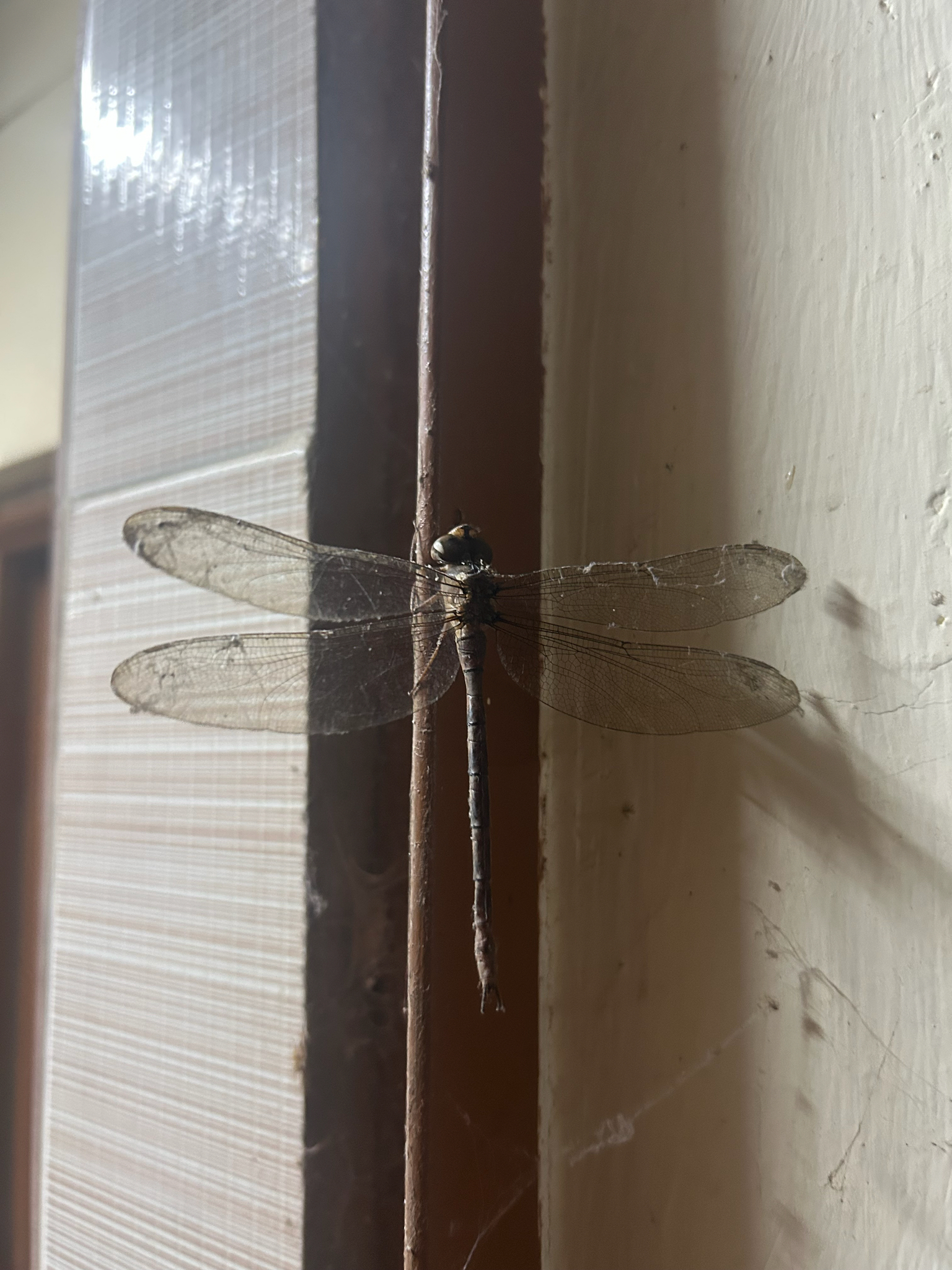 Brown Duskhawker