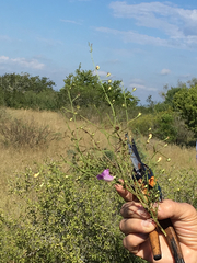 Agalinis strictifolia