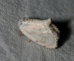 Niphopyralis