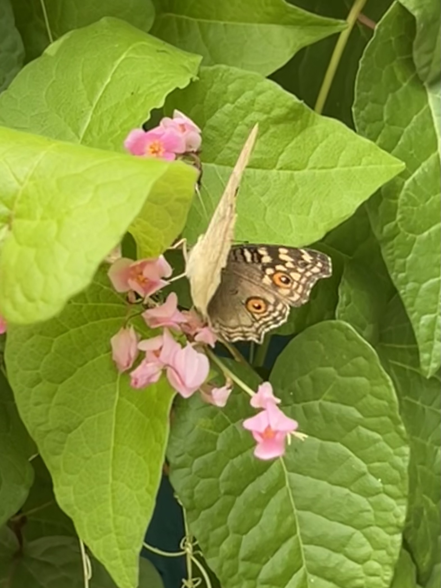 Lemon Pansy