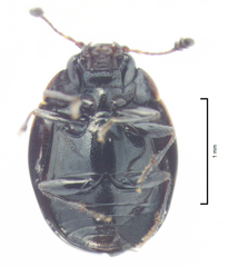 Cyclaxyra politula