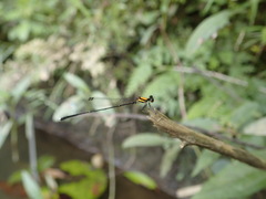 Prodasineura croconota