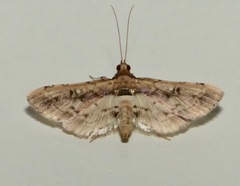 Nacoleia amphicedalis