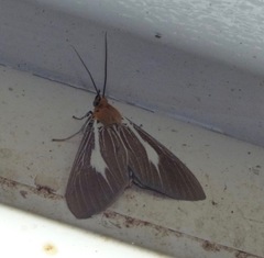 Asota heliconia dama