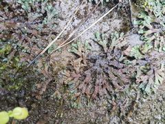 Marchantia macropora