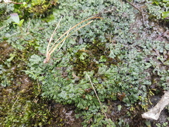 Marchantia macropora