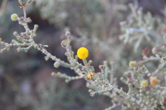 Acacia lycopodiifolia
