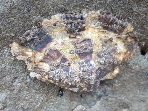 Pacific Oyster