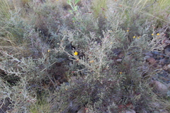 Acacia lycopodiifolia