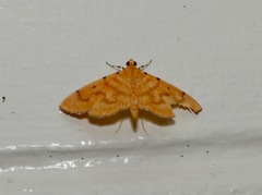 Notarcha obrinusalis