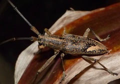 Pelargoderus rubropunctatus