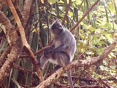 Trachypithecus cristatus