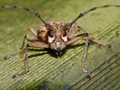 Pelargoderus rubropunctatus