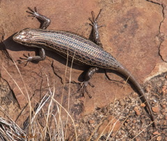 Trachylepis laevigata