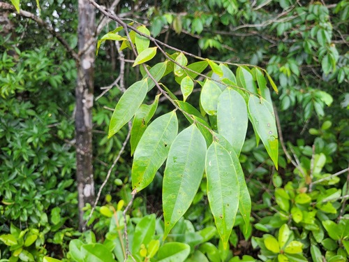 Guatteria schomburgkiana, 2025-05-29
