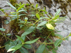 Polygaloides chamaebuxus