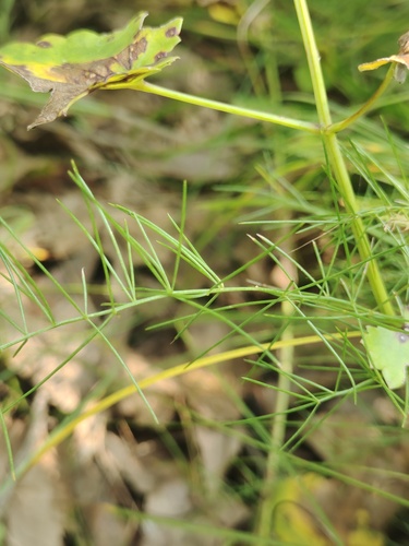 Asparagus oligoclonos iNat (3)
