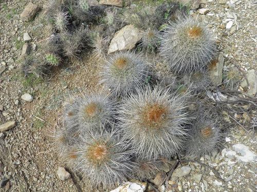 Parodia commutans