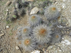 Parodia commutans