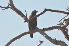 Circaetus cinerascens