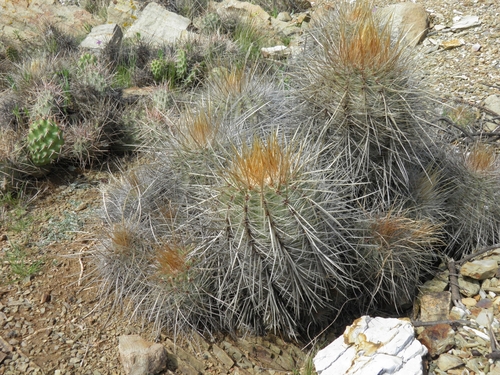 Parodia commutans