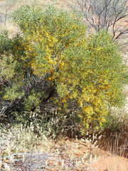 Acacia ligulata