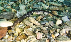 Vanacampus poecilolaemus