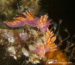 Coryphellina poenicia