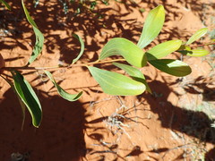 Acacia bivenosa