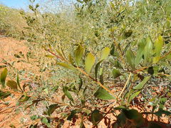 Acacia bivenosa