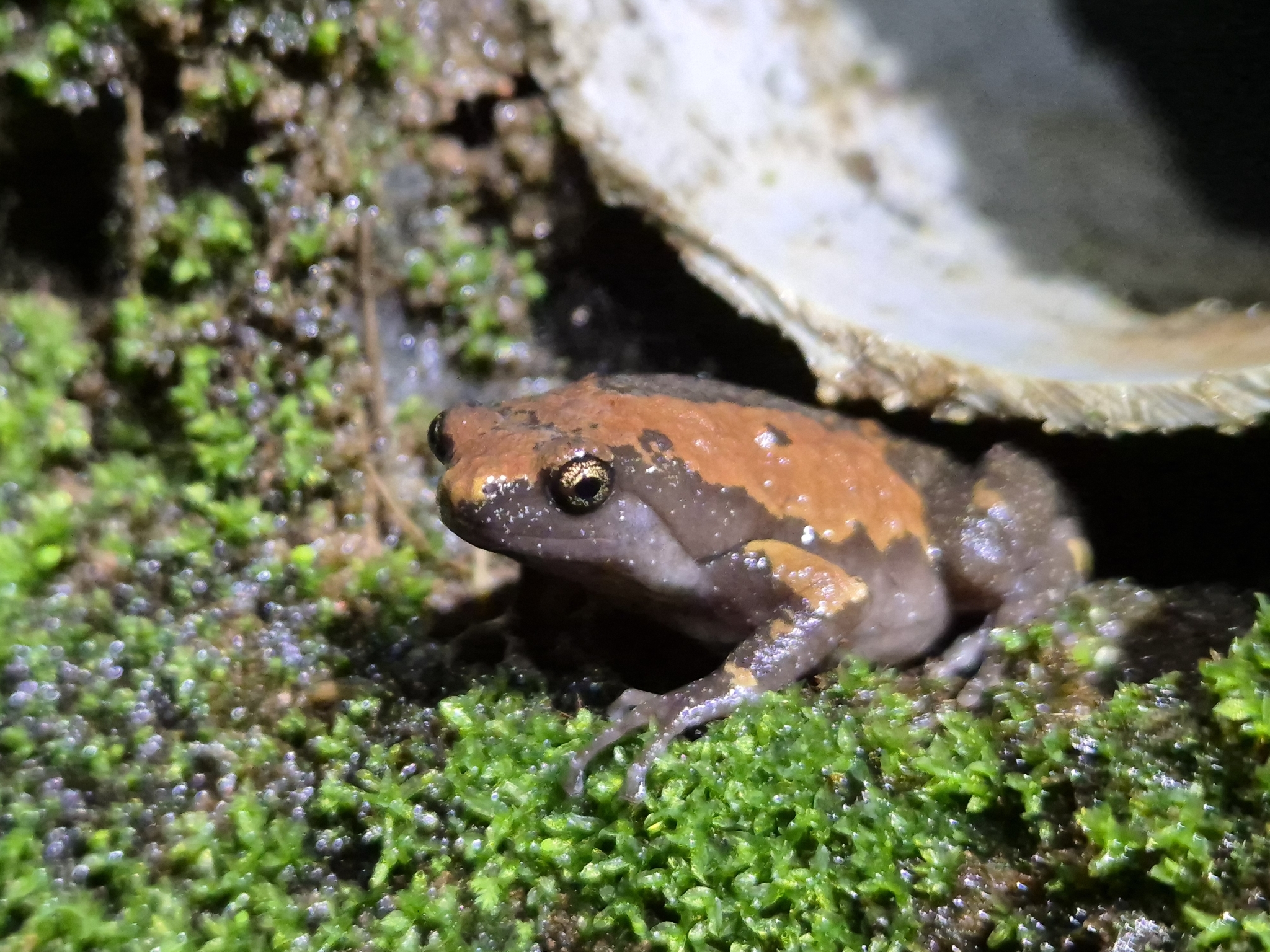 Triangle-Spotted Balloon Frog