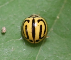 Anegleis cardoni