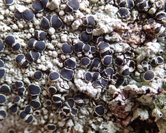 Tephromelataceae