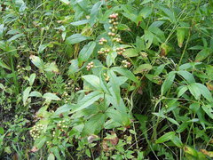 Lysimachia vulgaris