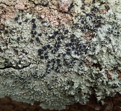 Tephromelataceae