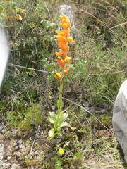 Dichromanthus aurantiacus