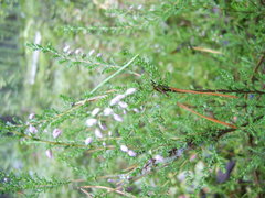 Calluna vulgaris