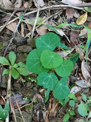 Stephania cephalantha